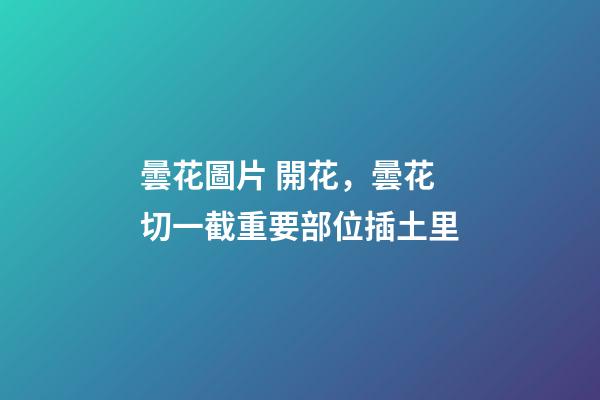 曇花圖片 開花，曇花切一截重要部位插土里-第1張-觀點-玄機派